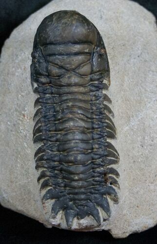 Crotalocephalina Trilobite - Nice Preparation #13732